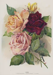 Roses